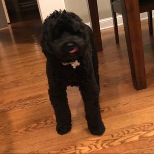 Meet your Posher, Reagan